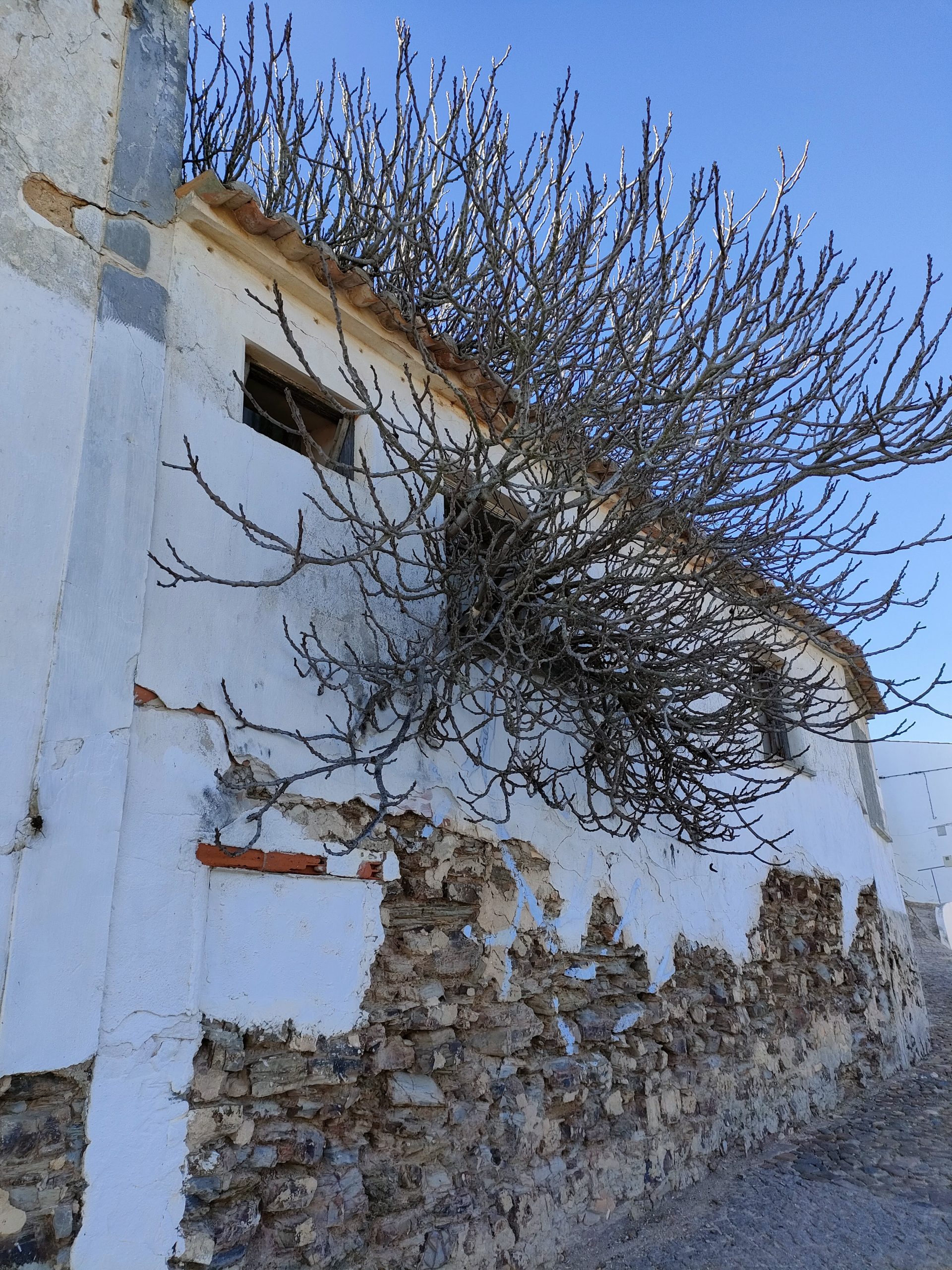 Bushes growing out an old house in Aljezur